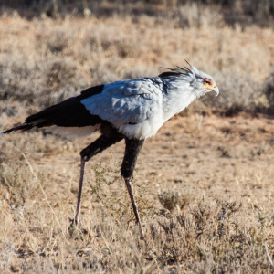 Ein stolzer Sekretär