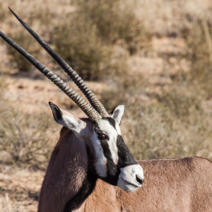 Oryx-Portrait
