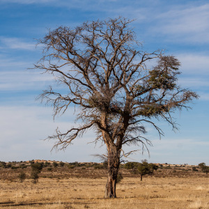 Landschaft im Kgalagadi