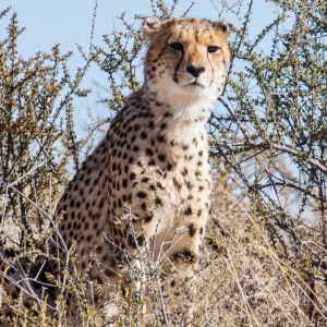Gepard im Kgalagadi