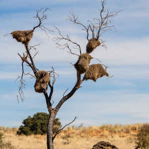 Im Kgalagadi Nationalpark