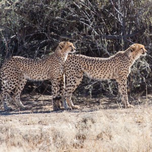 Zwei Geparde auf der Pirsch