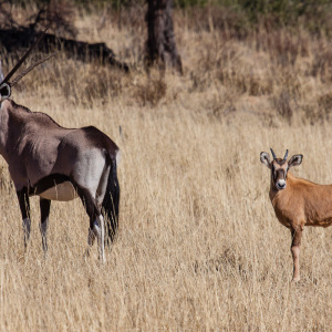 Oryx-Antilope mit Nachwuchs