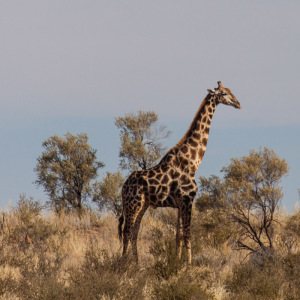 Giraffe im Kgalagadi