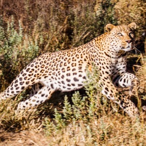 Leopard in Action