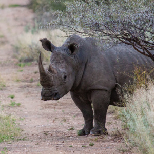 Breitmaulnashorn im Busch