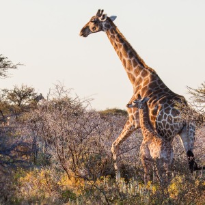 Giraffe mit Nachwuchs Giraffe mit Nachwuchs