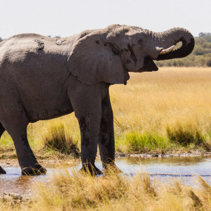 Trinkender Elefant bei Andoni Trinkender Elefant bei Andoni