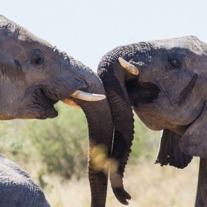 Rangelnde Elefantenbullen Rangelnde Elefantenbullen