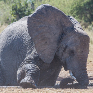 Elefant im Matschloch Elefant im Matschloch