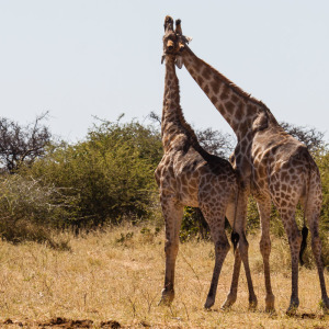 Schmusende Giraffen Schmusende Giraffen