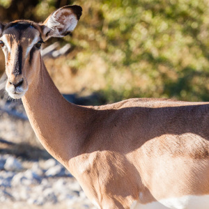 Schwarznasenimpala Schwarznasenimpala
