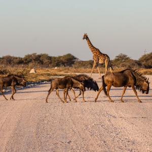 Wer hat hier Vorfahrt? Wer hat hier Vorfahrt?
