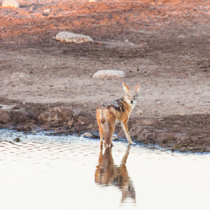 Schabrackenschakal Schabrackenschakal
