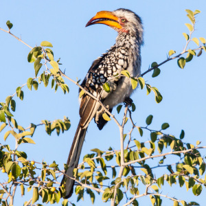 Gelbschnabeltoko Gelbschnabeltoko