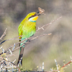 Bienenfresser Bienenfresser