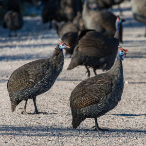 Perlhühner Perlhühner