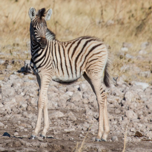 Junges Zebra Junges Zebra