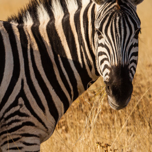 Zebraschönheit Zebraschönheit
