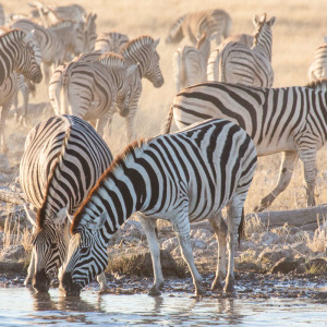 Durstige Zebras
