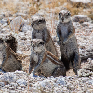 Wachsame Erdhörnchen