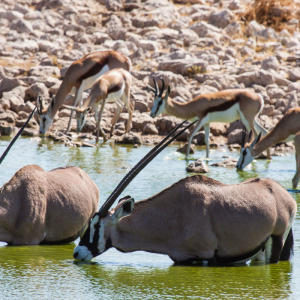 Oryx-Antilopen am Okaukuejo Wasserloch