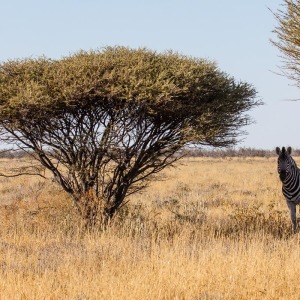 Zebra unterm Strauch