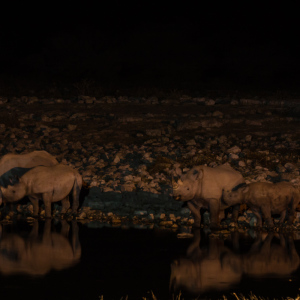 Spitzmaulnashörner Okaukuejo Wasserloch