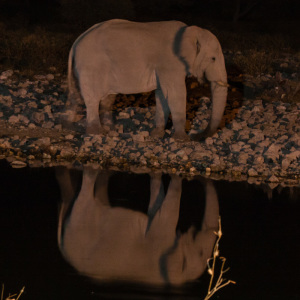 Elefant am Okaukuejo Wasserloch