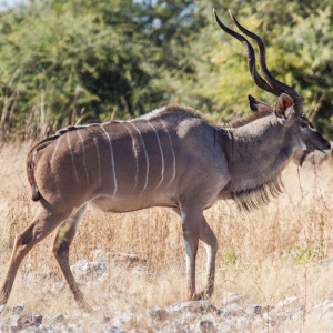 Kudu