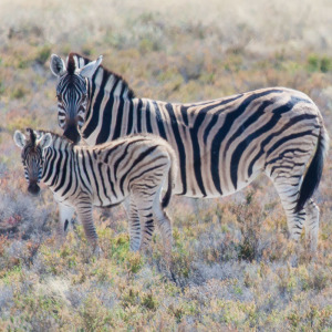 Zebra mit Nachwuchs
