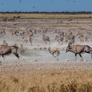Auf der Flucht am Nebrowni Wasserloch