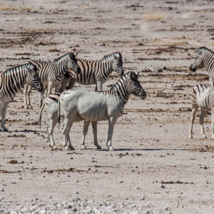 Gefärbtes Zebra :o)