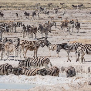 Trinkende Zebras