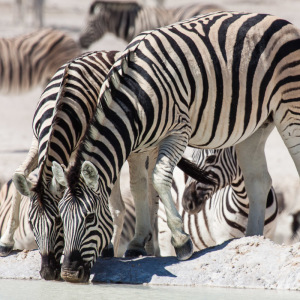 Trinkende Zebras in Nebrowni