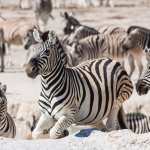 Zebra in Nebrownis