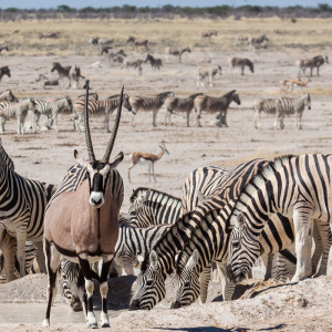 Zebras und Oryx Herde