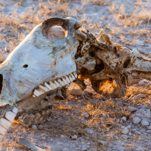 Überbleibsel eines Kills Überbleibsel eines Kills