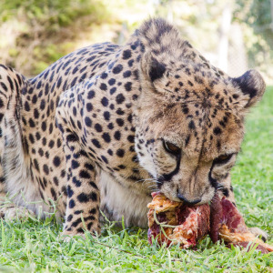 Mampfender Gepard Mampfender Gepard