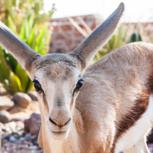 Die kleine Springbock Die kleine Springbock