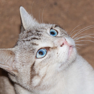 Hübsches Kätzchen Hübsches Kätzchen