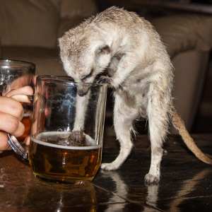 Carlos angelt nach Bier Carlos angelt nach Bier