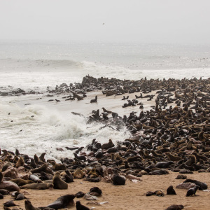 Robbenkolonie am Cape Cross