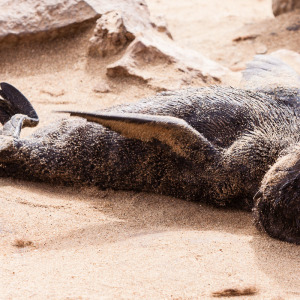 Ich bin ein paniertes Schnitzel