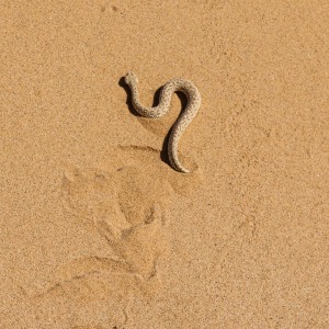 Seitenwinder Schlange