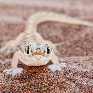 Palmatogecko