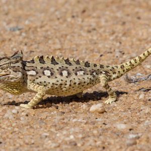 Mal ist das Chamäleon weiß