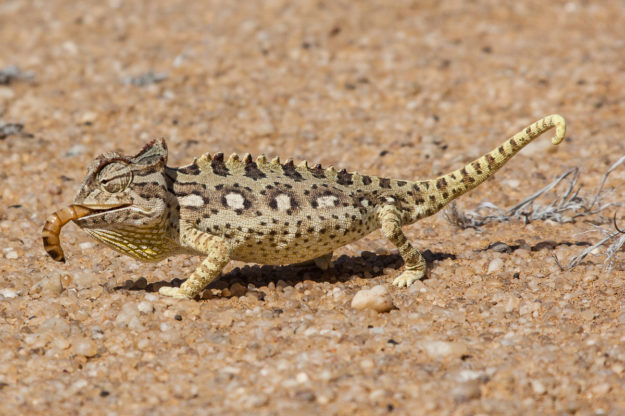 Mal ist das Chamäleon weiß
