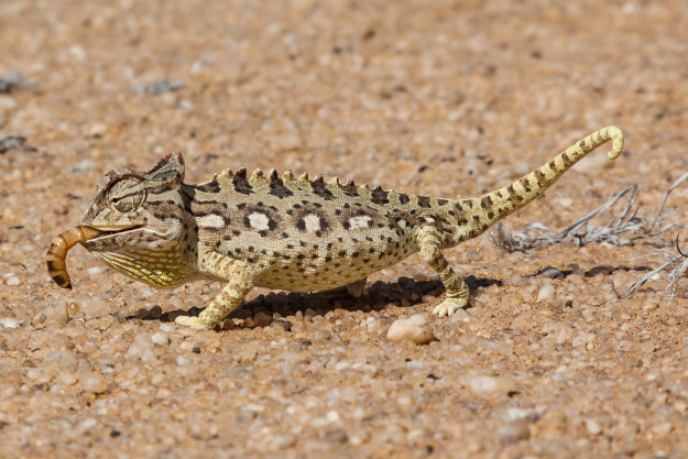 Mal ist das Chamäleon weiß