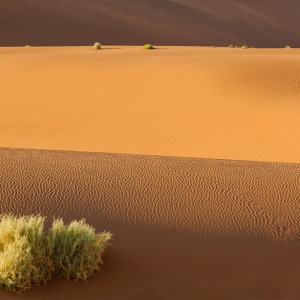 Dünenimpressionen Dünenimpressionen